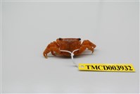 藏品(方形大額蟹)的圖片